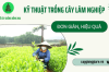 Hướng dẫn kỹ thuật trồng cây lâm nghiệp đơn giản, hiệu quả