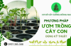 Hướng dẫn kỹ thuật ươm trồng cây con - Giúp cây phát triển khỏe mạnh