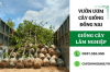 Vườn ươm cây giống Đồng Nai cung cấp cây giống cây lâm nghiệp