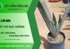Cây Giống Đồng Nai - Địa chỉ bán cây Kè Bạc giống uy tín, chất lượng hàng đầu miền Nam