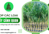 Top các loại cây cảnh quan trồng nhiều trong vườn nhà và biệt thự