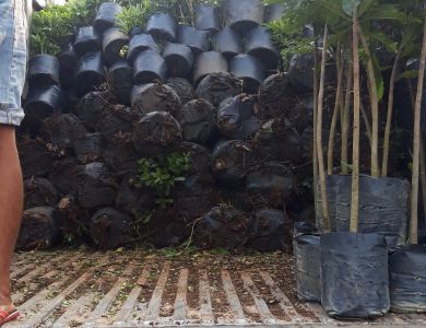 10/01/ 2021 giao 150 bàng đài loan đường kính 6cm và lộc vừng giống về nha trang