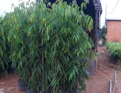 15/5 giao 200 cây hoàng nam 1m8 về miền tây