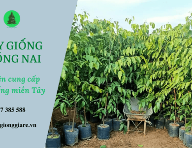 Tổng hợp 5 loại cây lấy gỗ đem về lợi nhuận cao tại Cây giống Đồng Nai