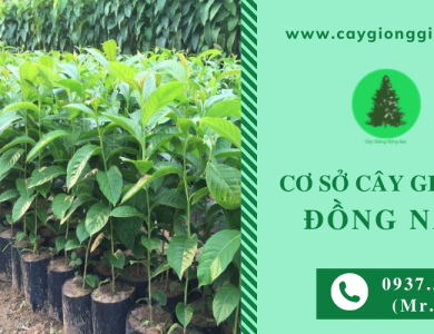 Cây công trình là gì? Địa chỉ mua cây giống công trình chất lượng, giá rẻ tại Đồng Nai 