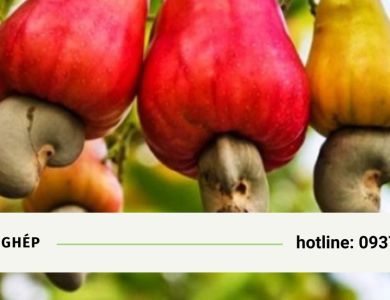 Cách trồng và chăm sóc cây điều - Cơ sở Cây giống Đồng Nai