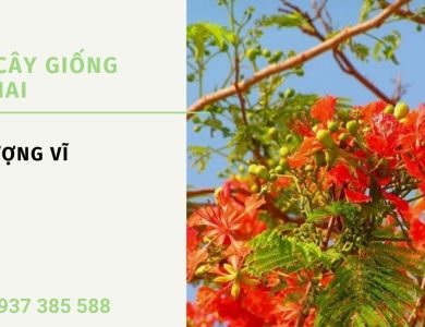 Cây phượng vĩ – Mách bạn địa chỉ cung cấp cây giống miền Tây