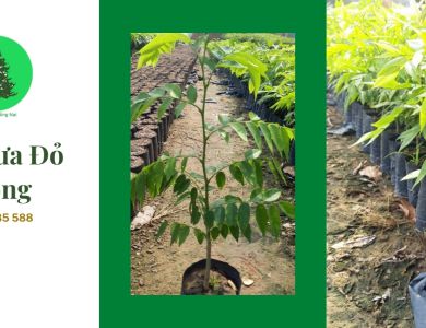 Mua cây Sưa Đỏ giống tốt ở đâu? – Cơ Sở Cây Giống Đồng Nai