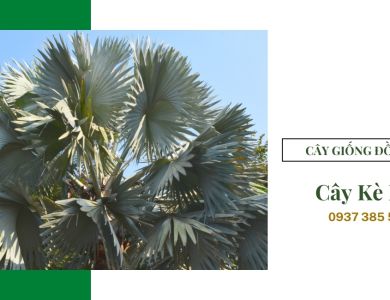 Phương pháp trồng và chăm sóc cây Kè Bạc – Cơ Sở Cây Giống Đồng Nai