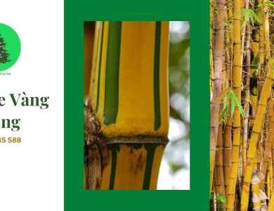 Cây tre vàng giống – Loài cây không chỉ đẹp mà còn gợi lên ký ức tuổi thơ của mỗi người