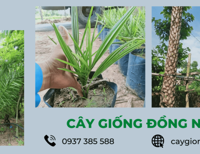 Hãy cùng Cây giống Đồng Nai tìm hiểu từ A đến Z về cây chà là