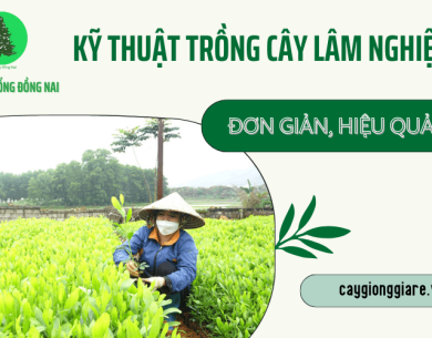 Hướng dẫn kỹ thuật trồng cây lâm nghiệp đơn giản, hiệu quả