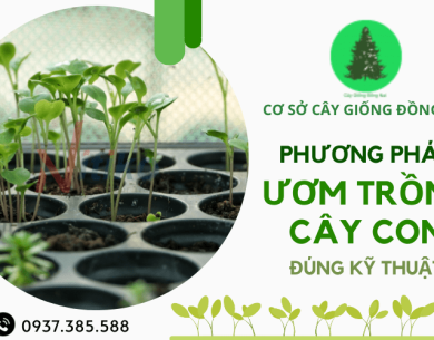 Hướng dẫn kỹ thuật ươm trồng cây con - Giúp cây phát triển khỏe mạnh