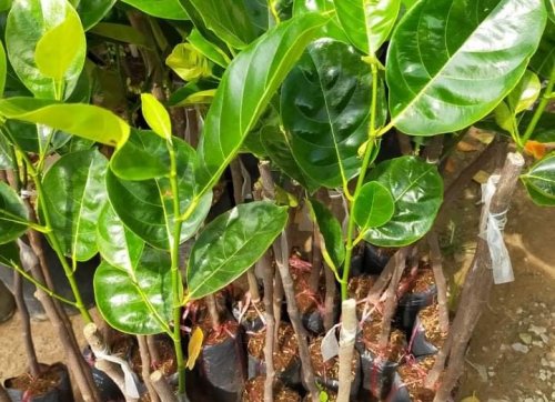 Cây Mít Thái Siêu Sớm Giống