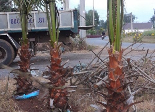 Cây Cọ Mỹ
