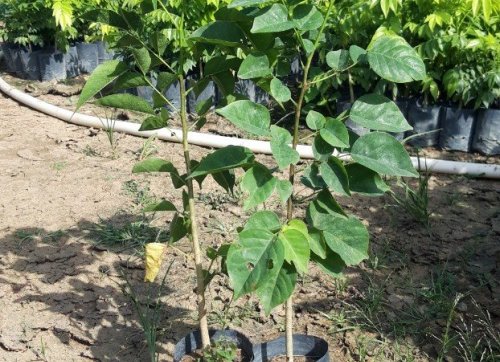 Cây giáng hương giống giá rẻ