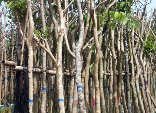 Cây bằng lăng,  cây giống và cây công trình