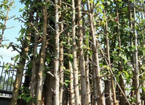 Cây dầu rái , cây lâm nghiệp và cây công trình