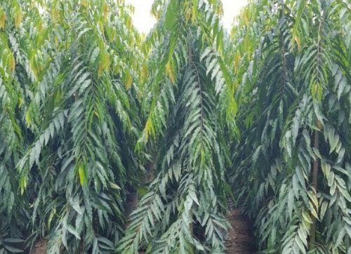 Cây hoàng nam, cây giống và cây công trình