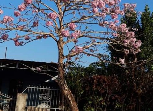 Cây kèn hồng , cây giống và cây công trình