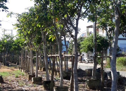 Cây lộc vừng , cây giống và cây công trình