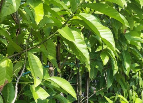 Cây Ngọc Lan giống, Cây Giống GIá Rẻ