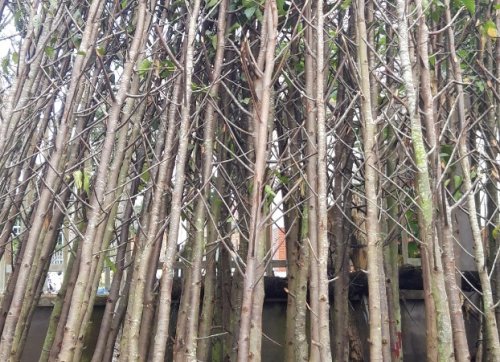 Cây sao đen, cây lâm nghiệp và cây công trình
