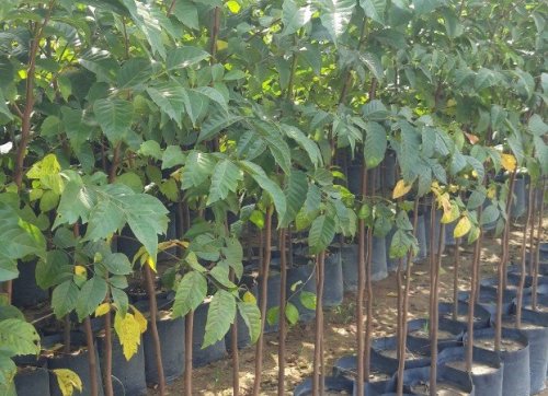 Cây Lát  hoa, cây giống đồng nai