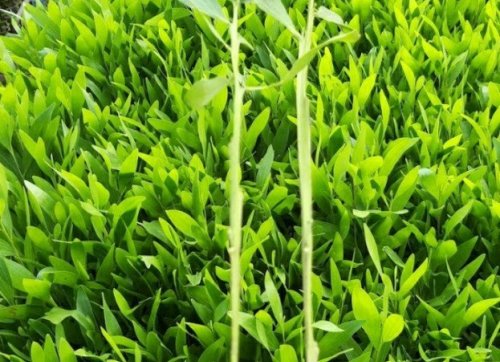 Cây Tràm Hom Giống