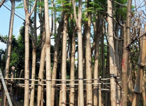 Phượng vĩ , cây giống và cây công trình