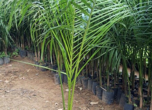 Cây cau vua giống, cây giống giá rẻ