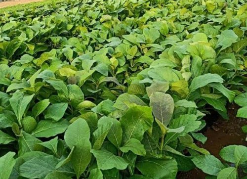Cây giá tỵ giống, cây giống giá rẻ