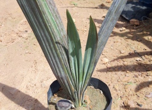 Cây kè bạc giống 