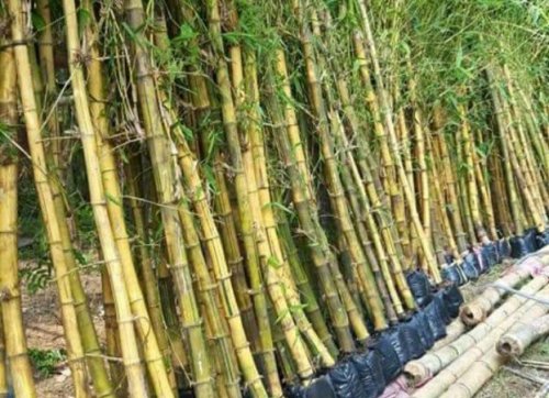 Giống cây tre vàng (tre ngà) 