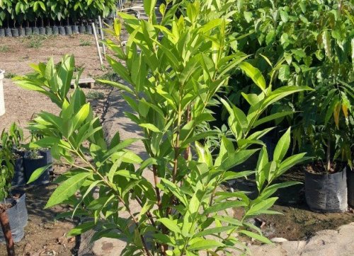 Cây vối nếp giống, cây giống giá rẻ