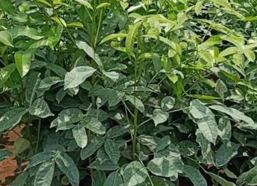 cây xà cừ giống 