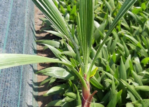 Cây cọ Mỹ - Cây giống Đồng Nai