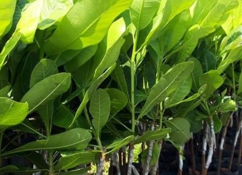 Cây Điều Ghép AB29